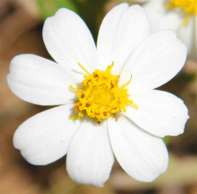 DAPACU Flora Photography