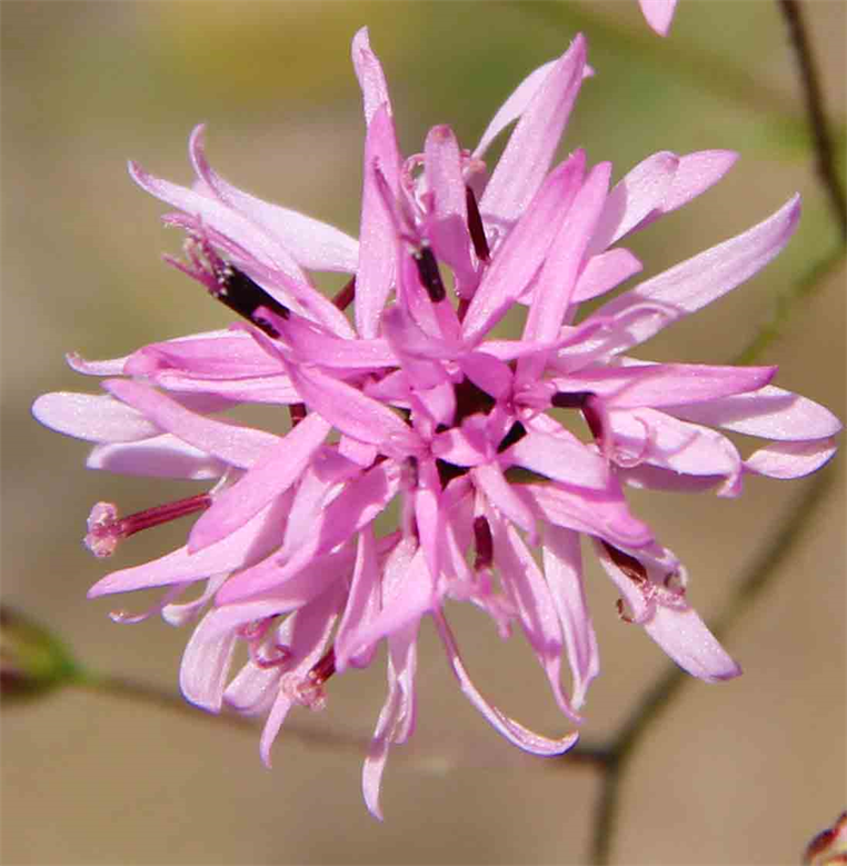 Austin Texas Wildflowers By DAPACU