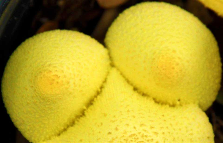 Austin Tx Mushroom
How Google Will Interpret This Photo?